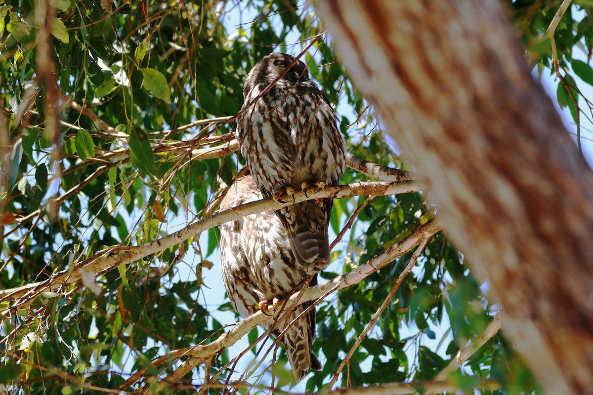 Barking Owl - Ian Bradshaw