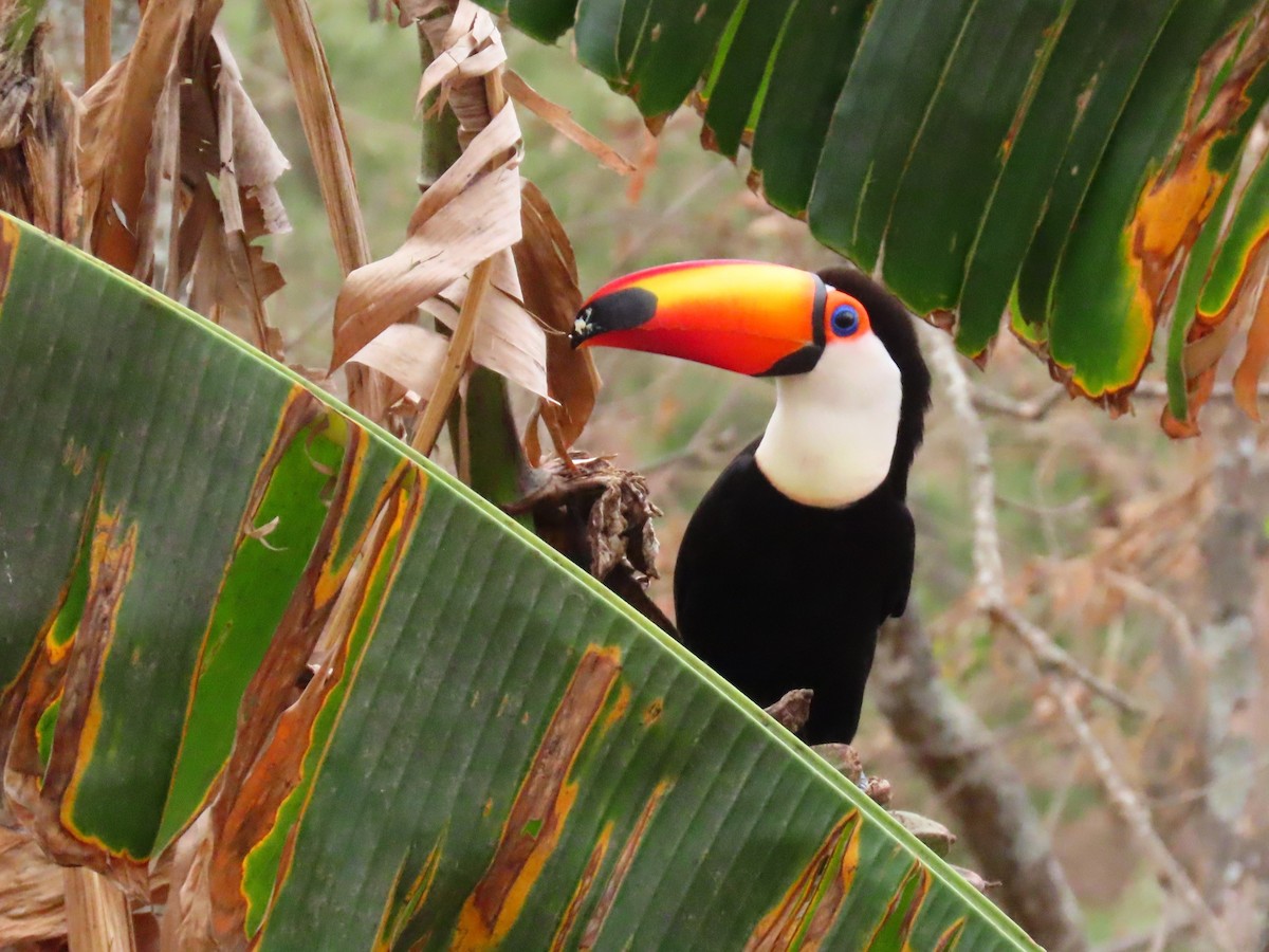 Toco Toucan - Pierre Pitte