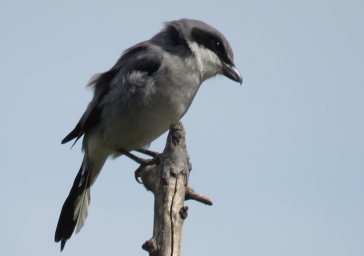 Loggerhead Shrike - James Asmuth