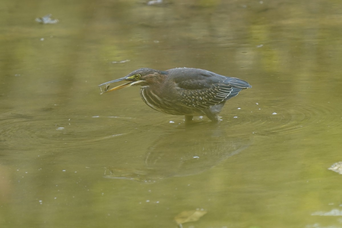 Green Heron - ML609810160