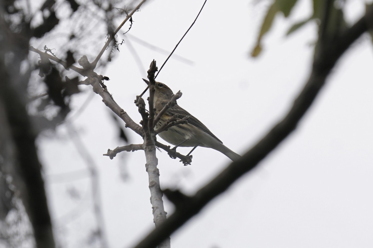 Yellow-rumped Warbler - ML609810255