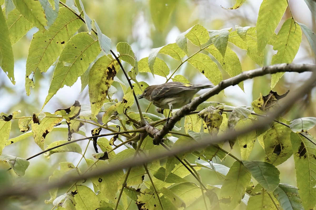 Yellow-rumped Warbler - ML609810256