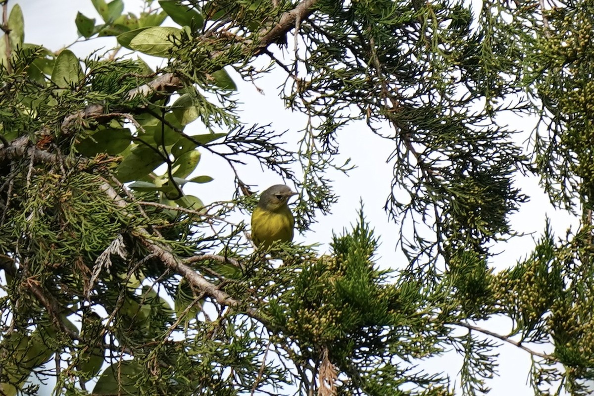 Magnolia Warbler - ML609810258