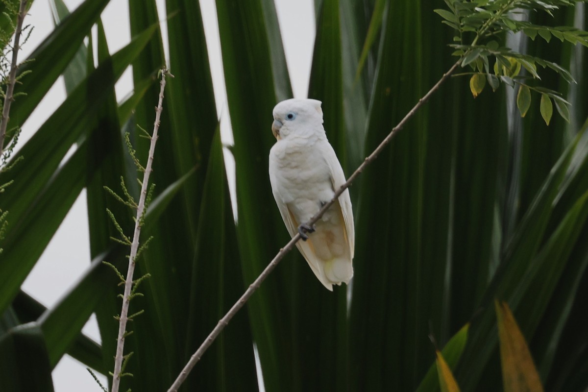 Ducorps's Cockatoo - ML609810298