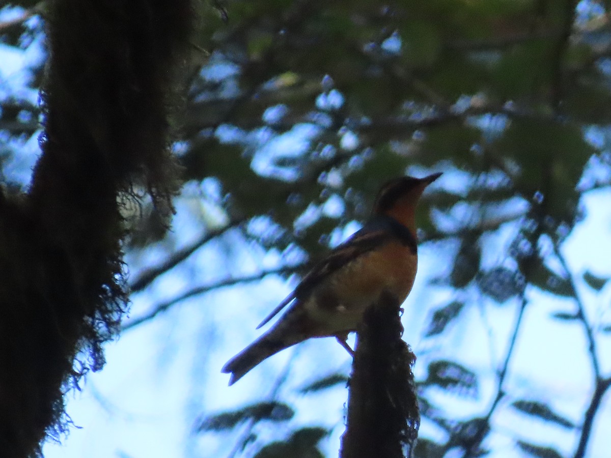 Varied Thrush - ML609810305