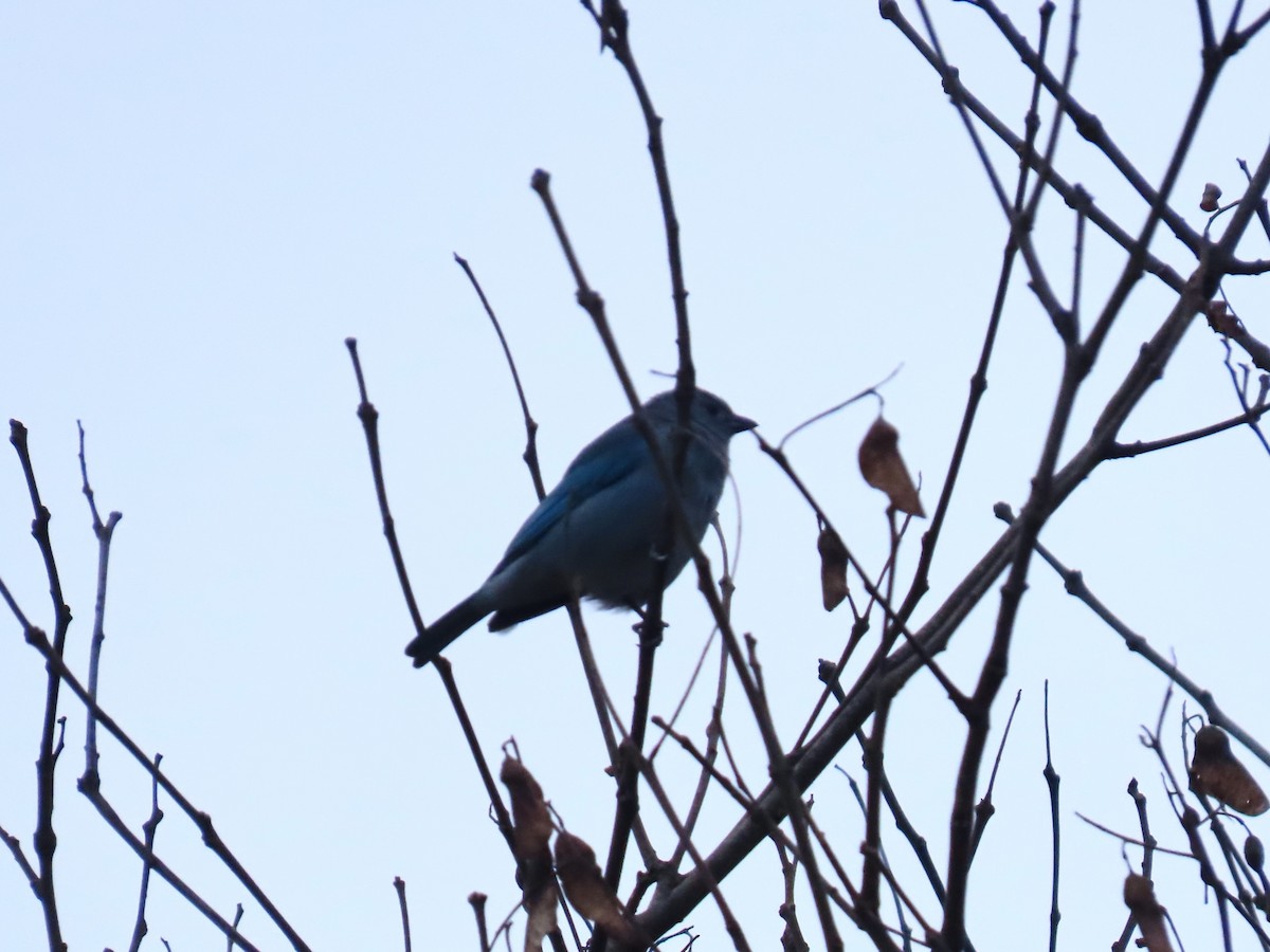 Sayaca Tanager - ML609810330