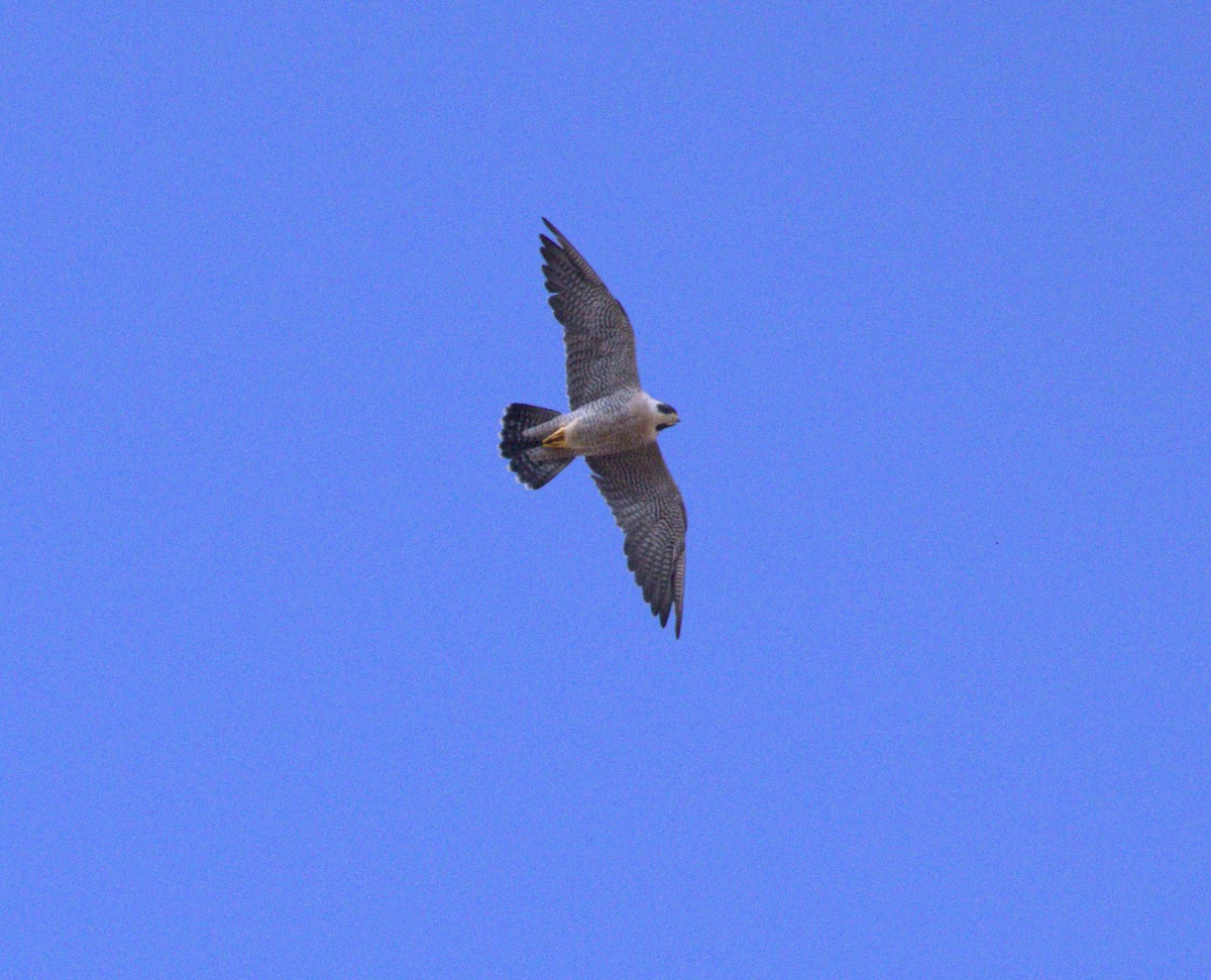 Peregrine Falcon - ML609810361