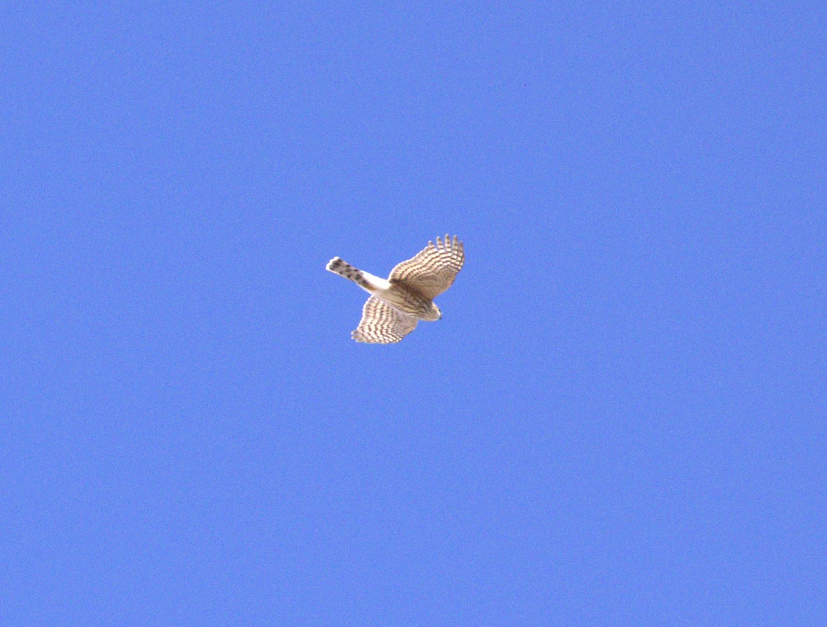 Sharp-shinned Hawk - Kay Hawklee