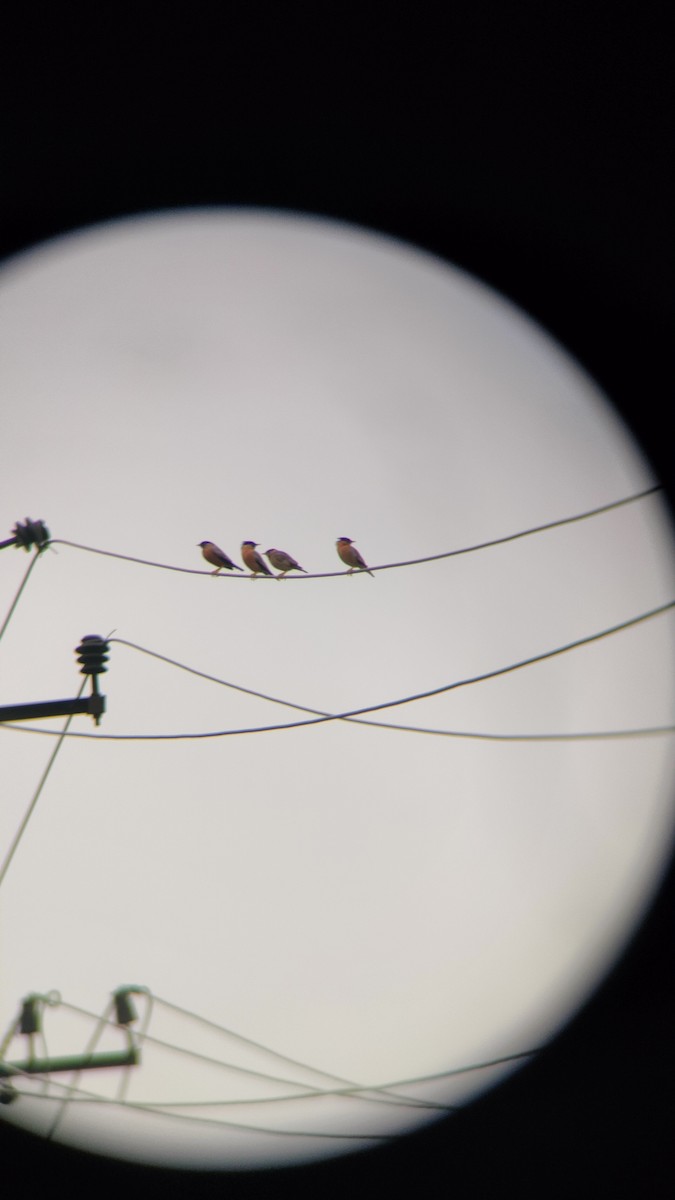 Brahminy Starling - ML609810407