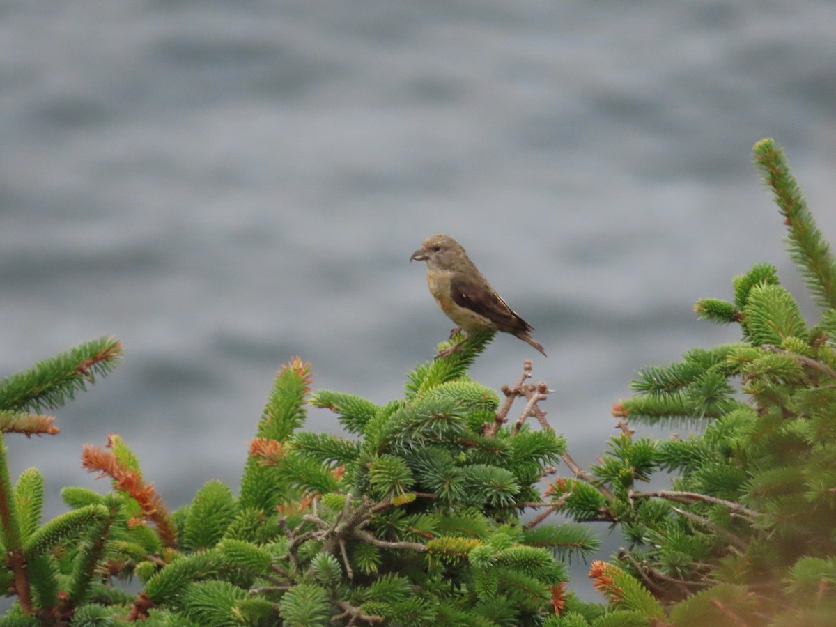 Red Crossbill - ML609810490