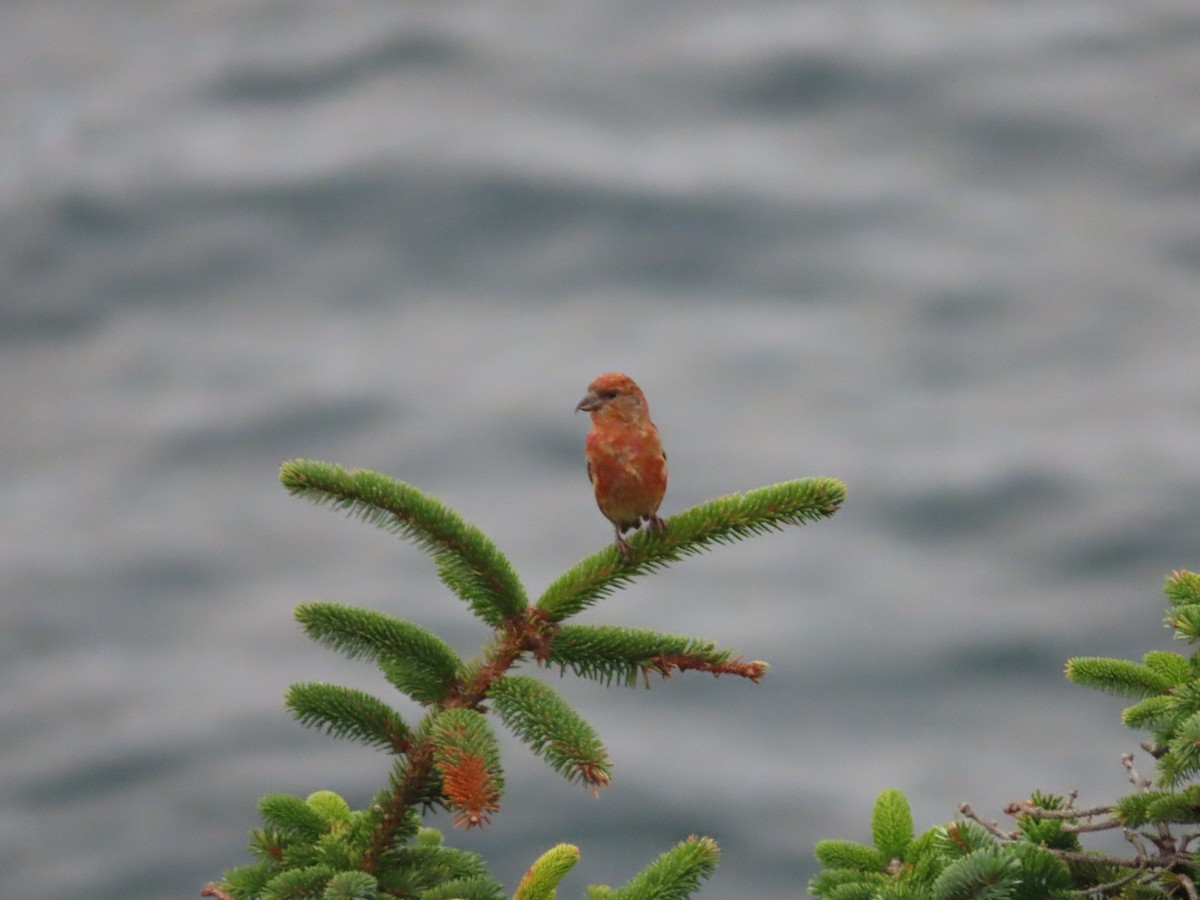 Red Crossbill - ML609810492