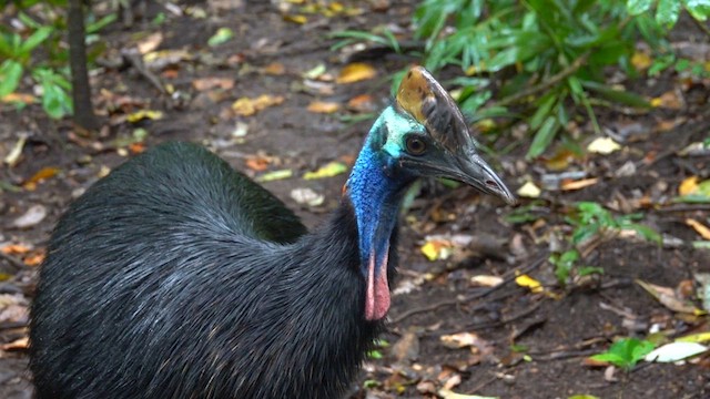 Southern Cassowary - ML609810517