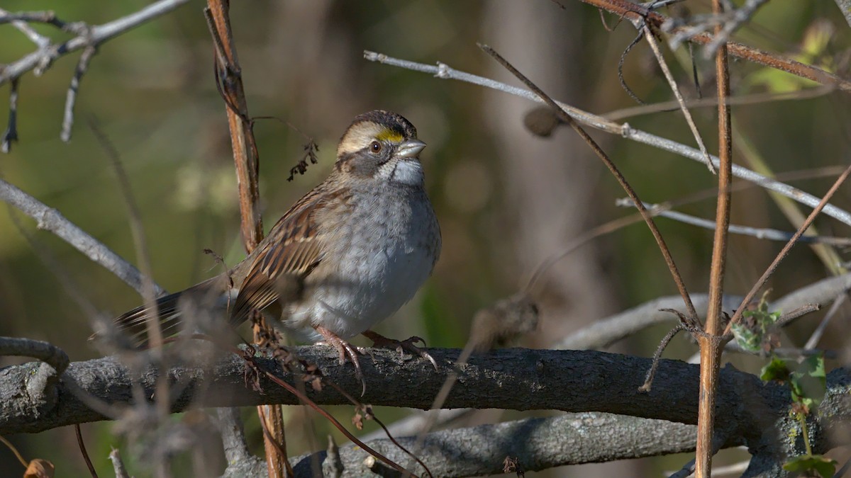 White-throated Sparrow - ML609810529