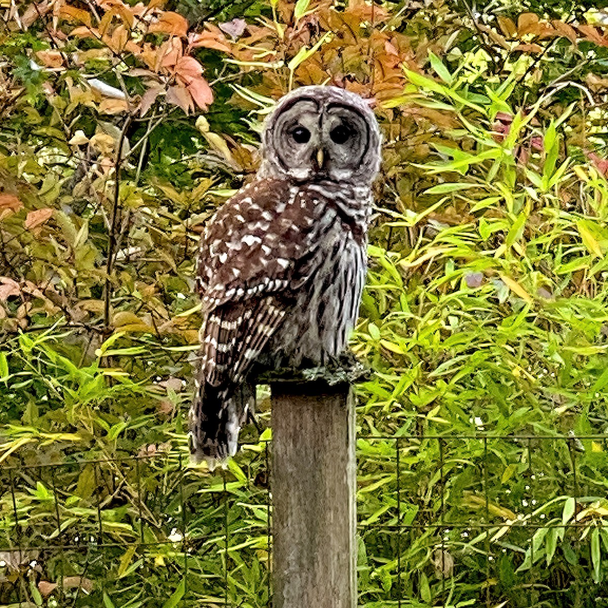 Barred Owl - ML609810577