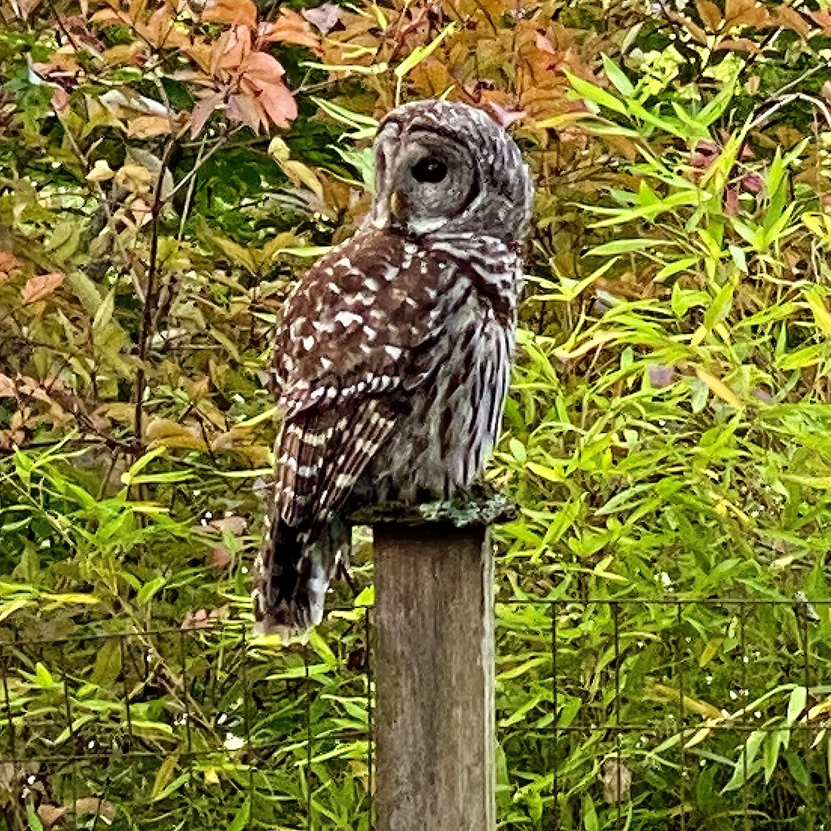 Barred Owl - ML609810593