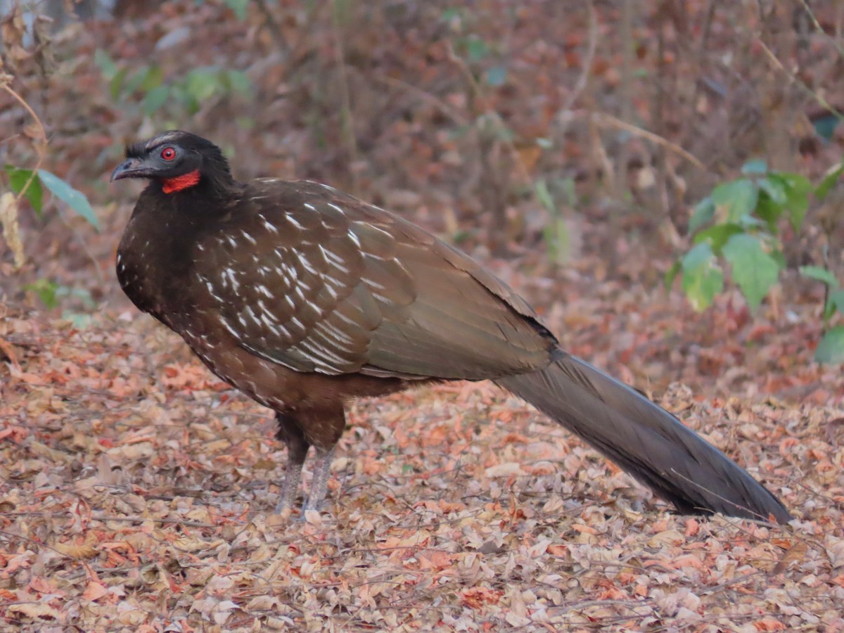 Pava de las Yungas - ML609810603