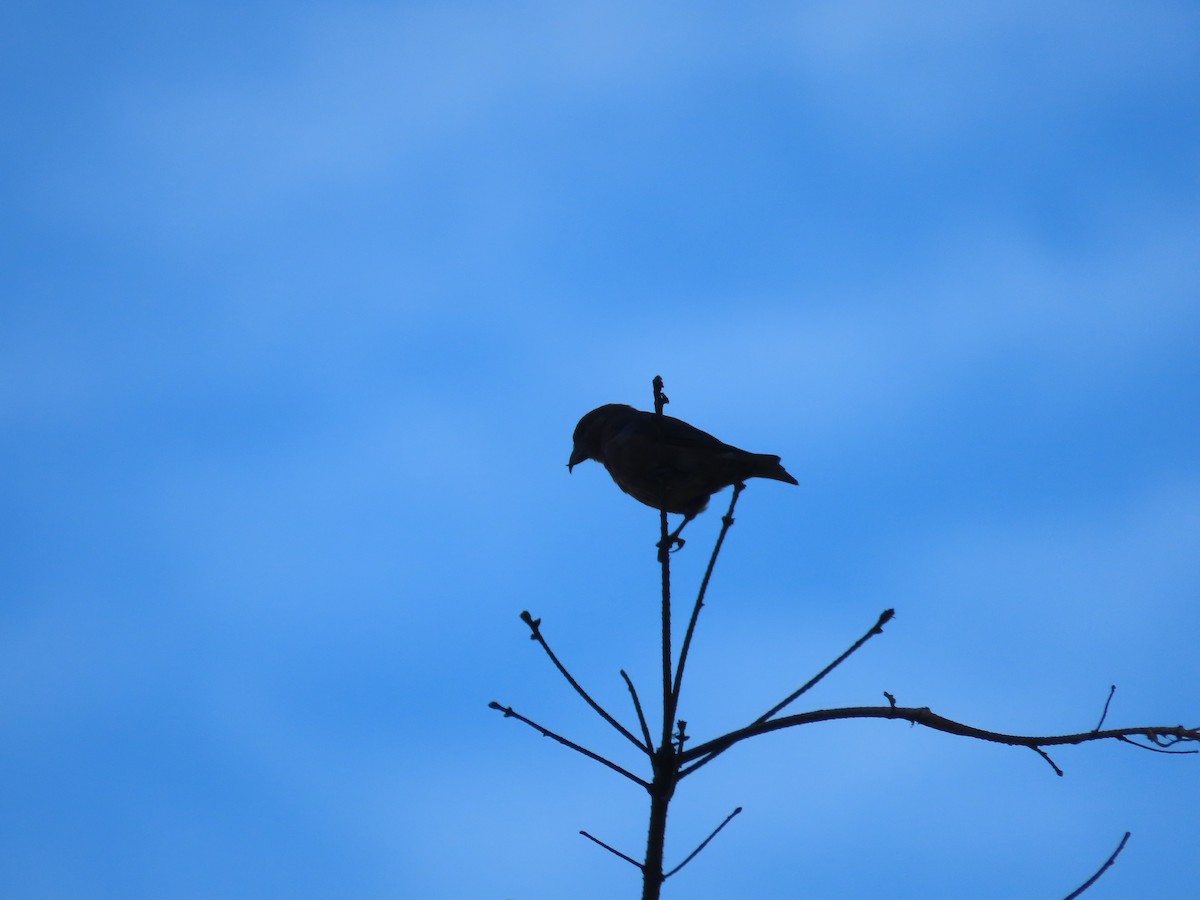 Red Crossbill - ML609810618