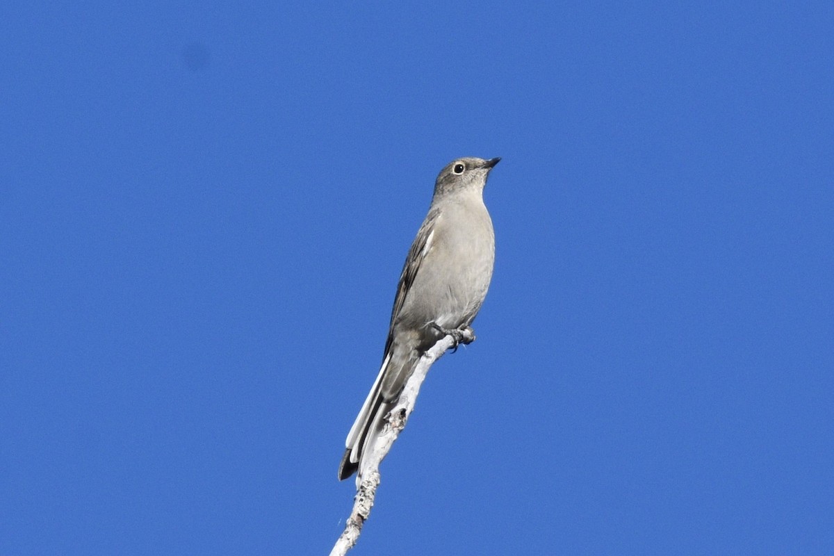 Townsend's Solitaire - Anne Tews