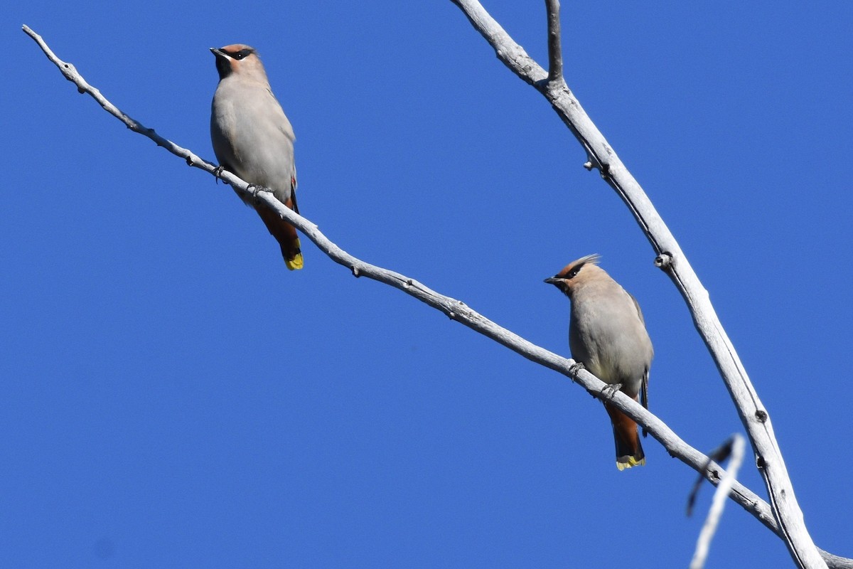 Bohemian Waxwing - Anne Tews