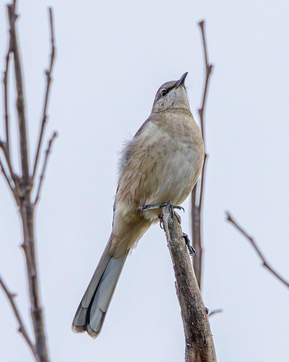 Northern Mockingbird - ML609810627