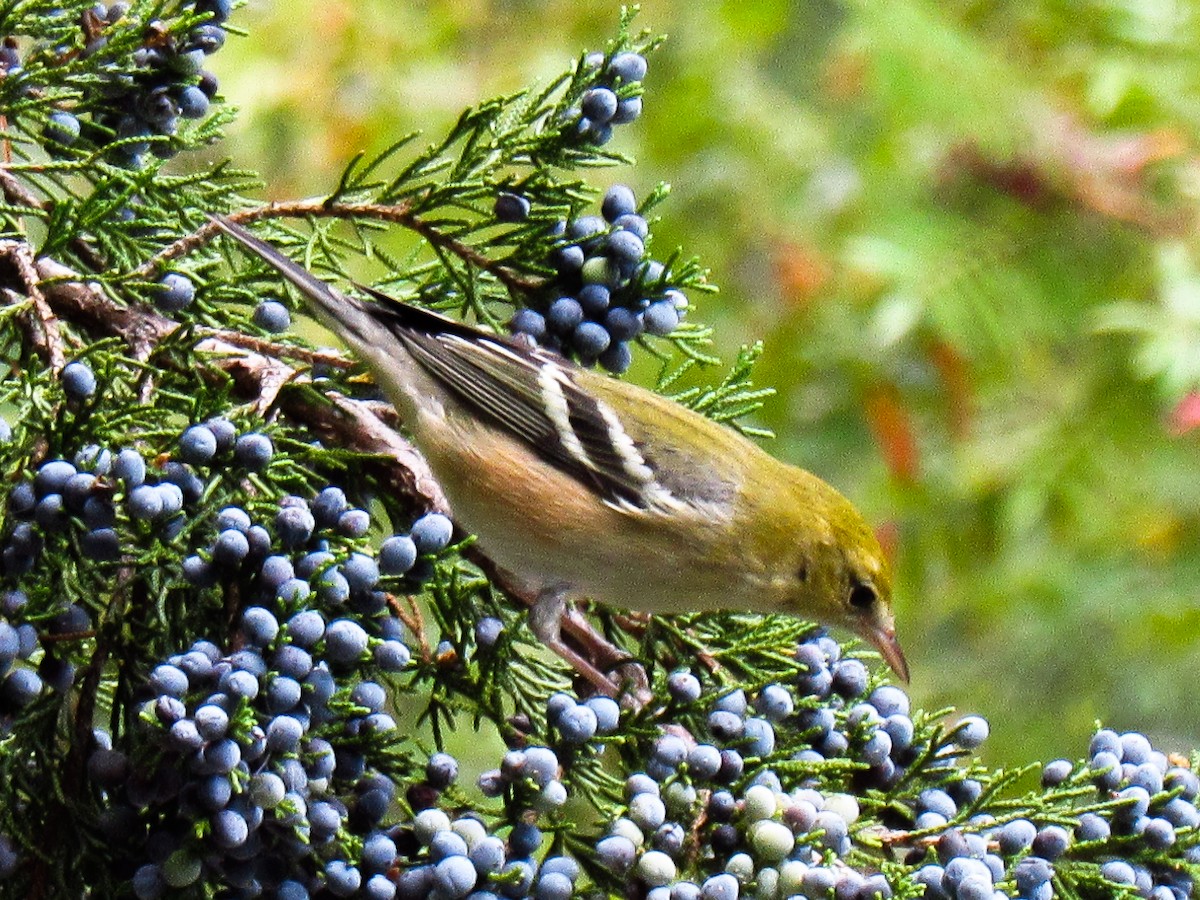 Bay-breasted Warbler - ML609810639