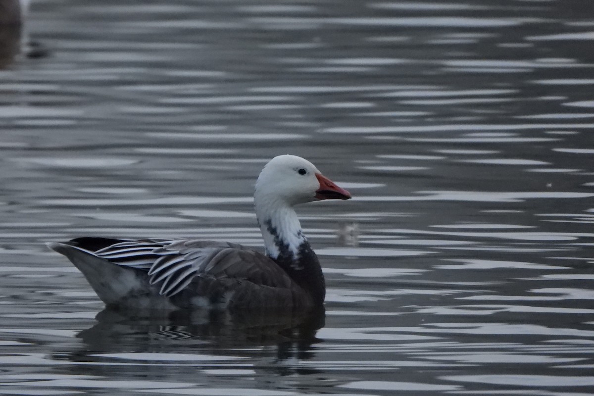 Snow Goose - Yana Levchinsky