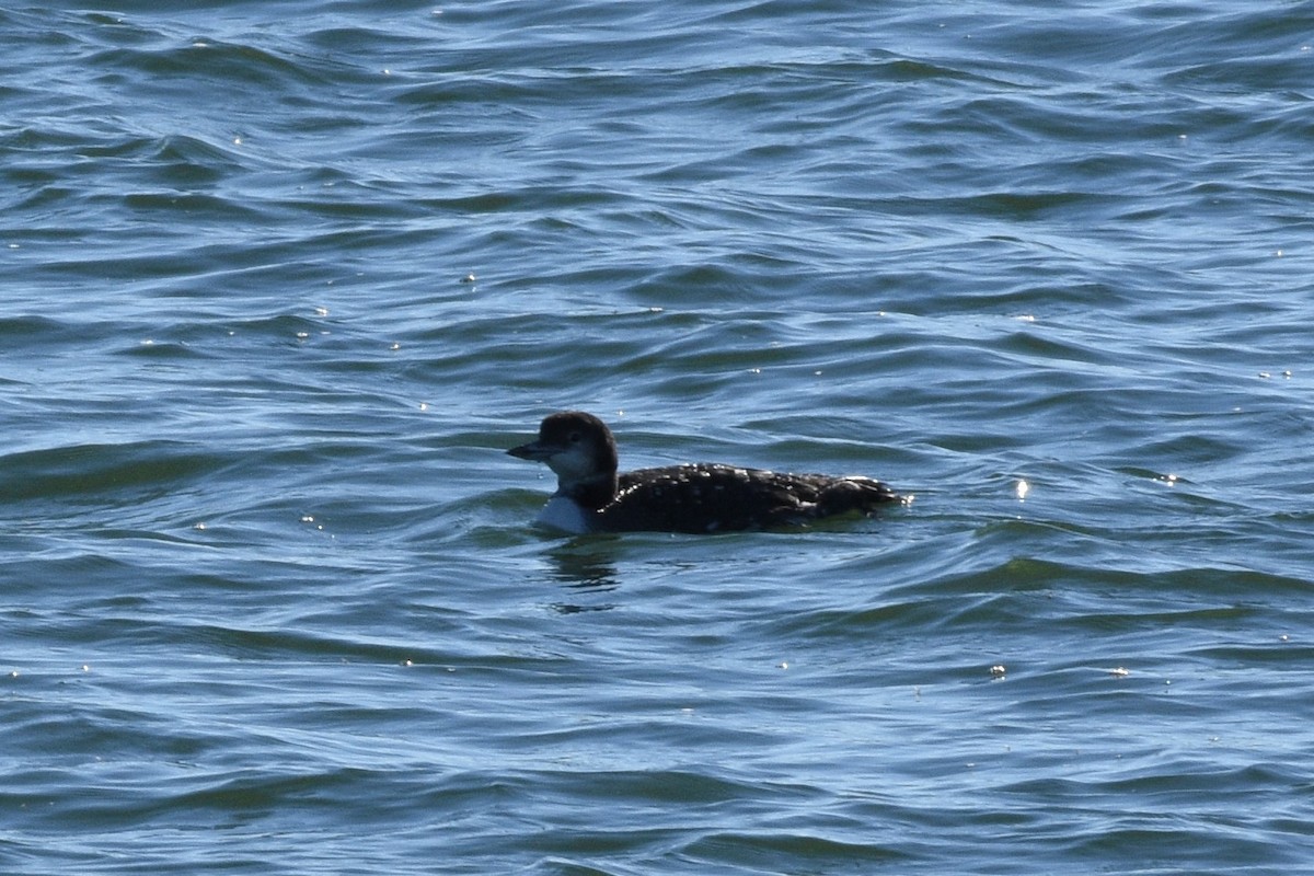 Common Loon - Anne Tews