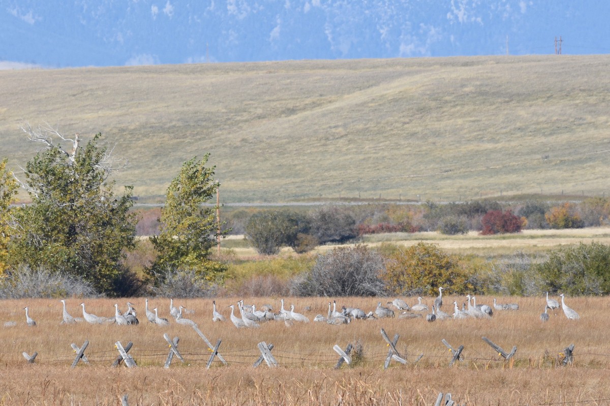 Sandhill Crane - ML609810674