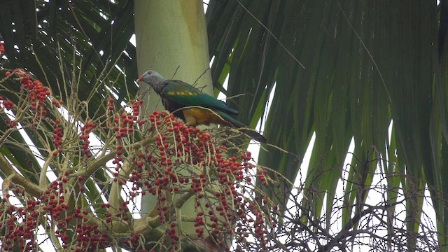 Wompoo Fruit-Dove - ML609810690