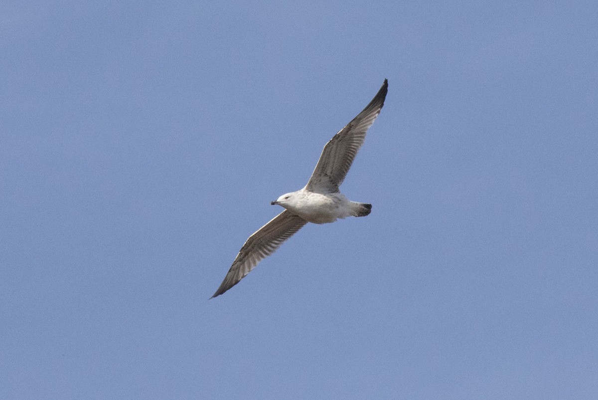 Caspian Gull - ML609810748