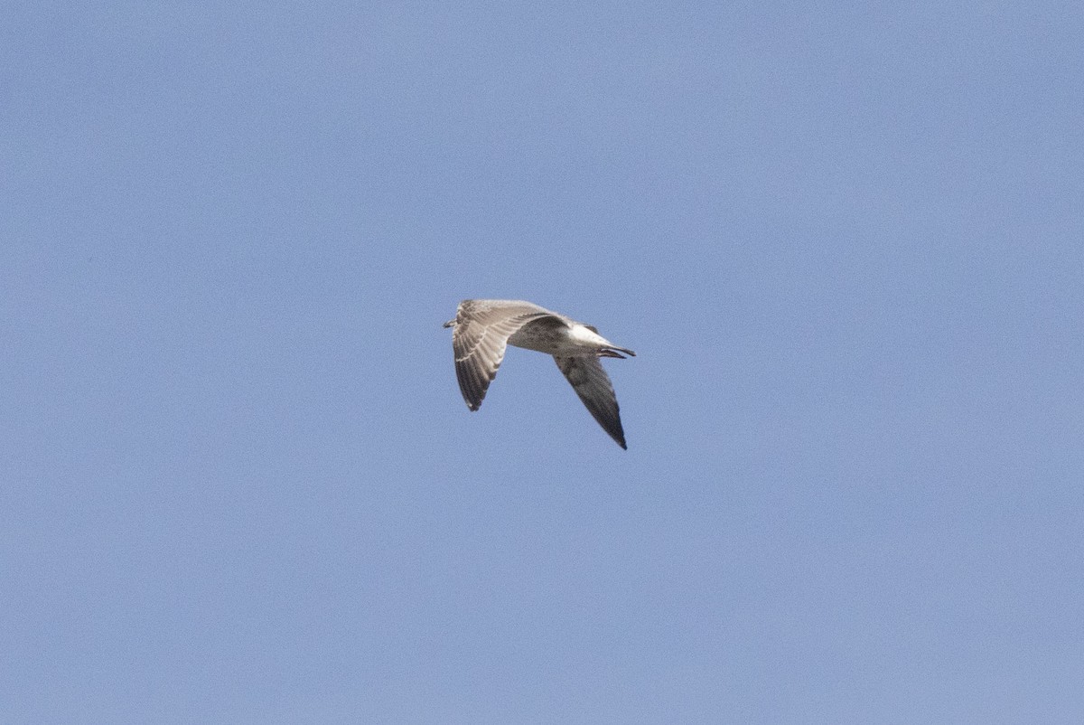 Caspian Gull - ML609810754