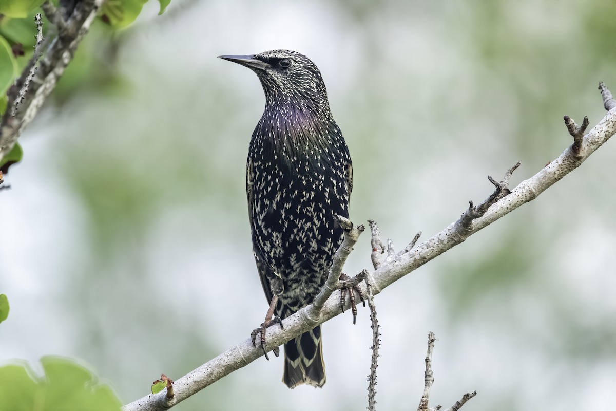 European Starling - ML609810767