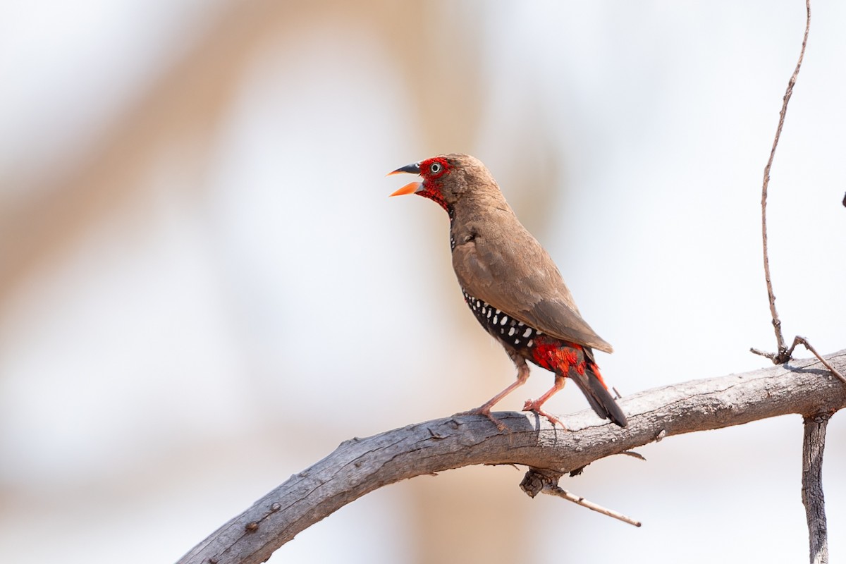 Painted Firetail - ML609810784