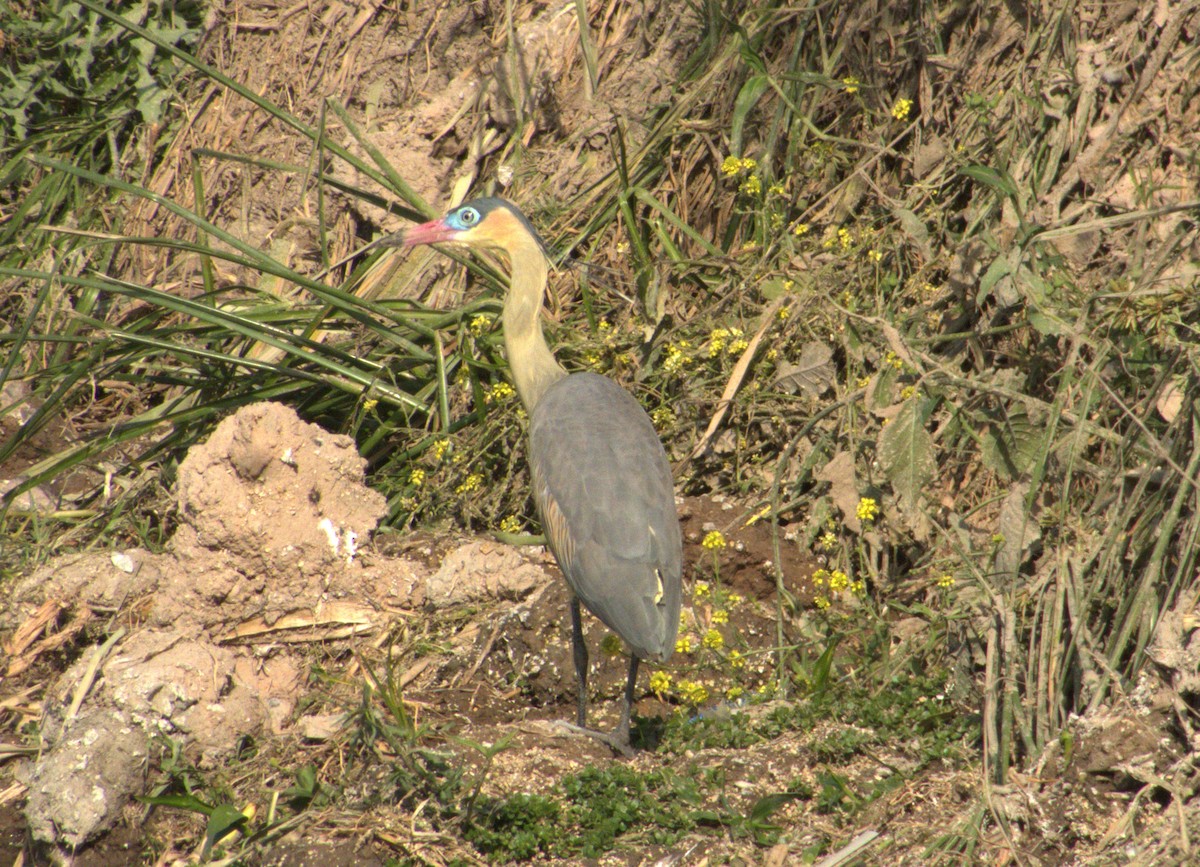 Whistling Heron - ML609810830