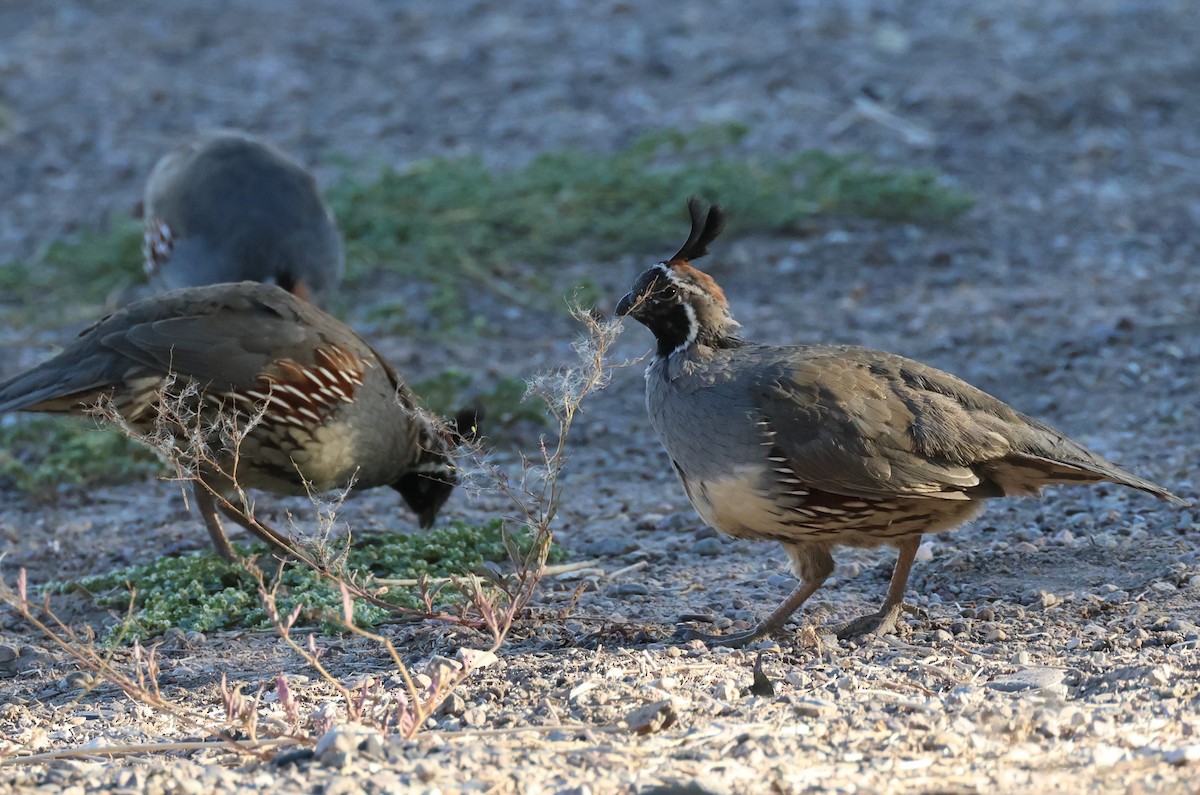 Gambel's Quail - ML609810854