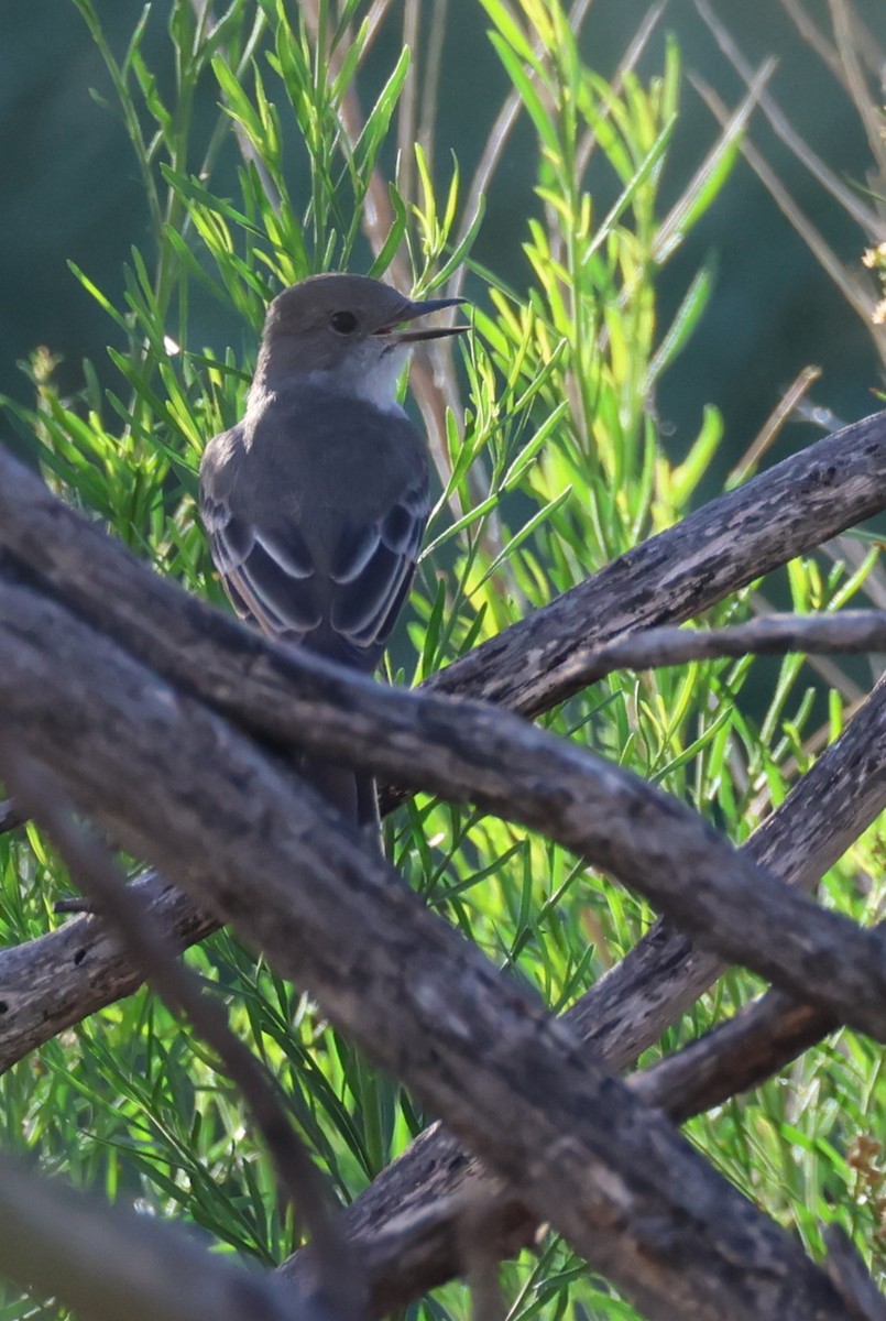 Ash-throated Flycatcher - ML609810861