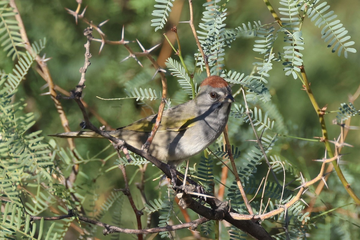 Green-tailed Towhee - ML609810863