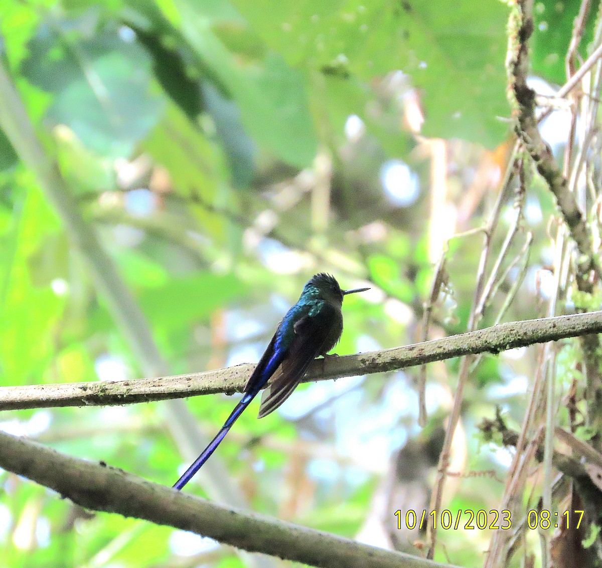 Violet-tailed Sylph - ML609810921