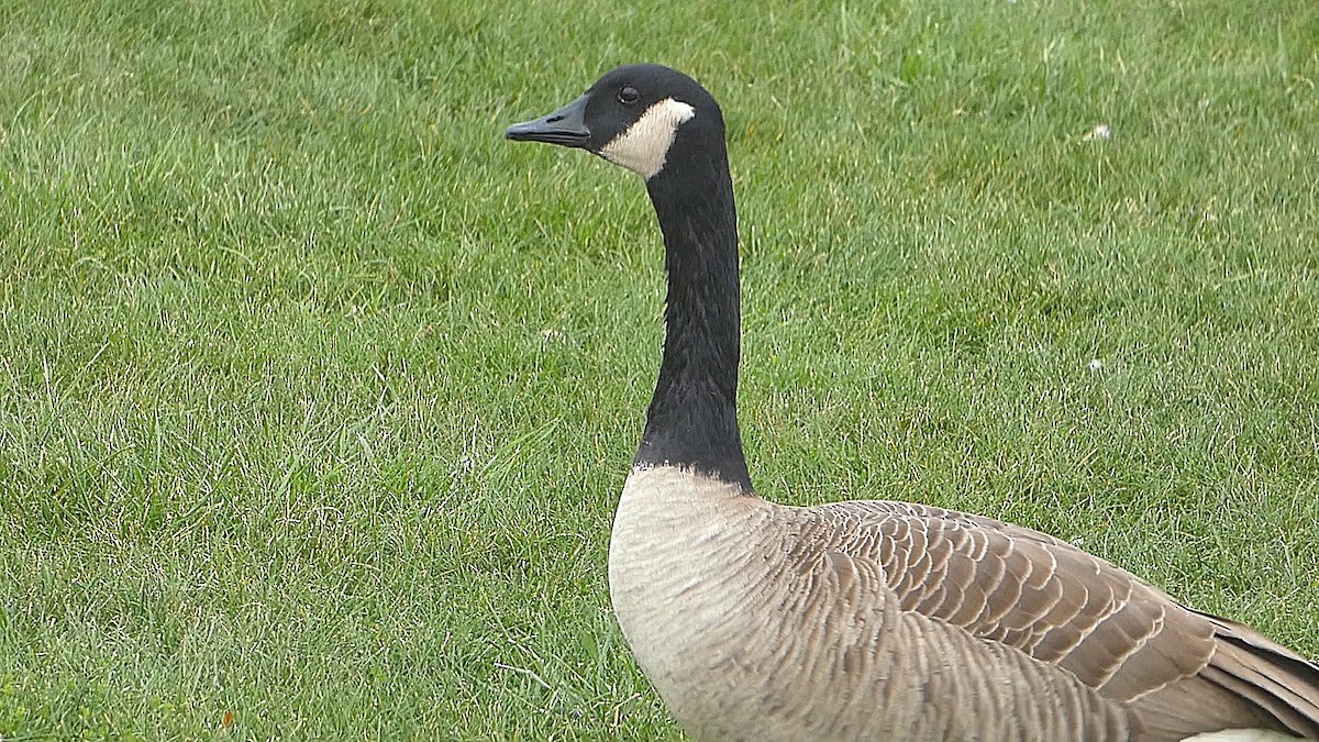 Canada Goose - ML609810934