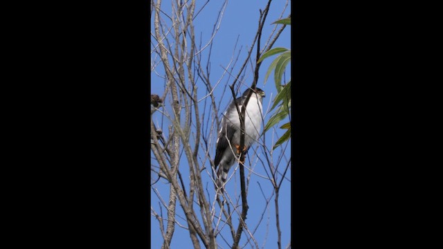 Sharp-shinned Hawk (White-breasted) - ML609810971