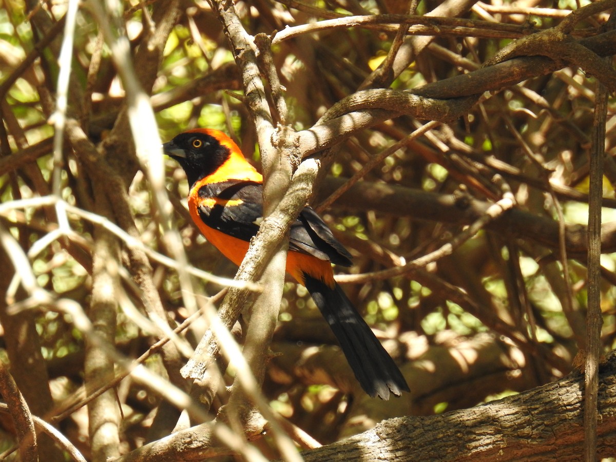 Orange-backed Troupial - ML609811088