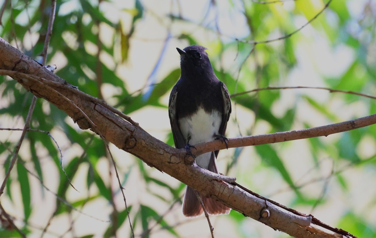 Black Phoebe - ML609811100