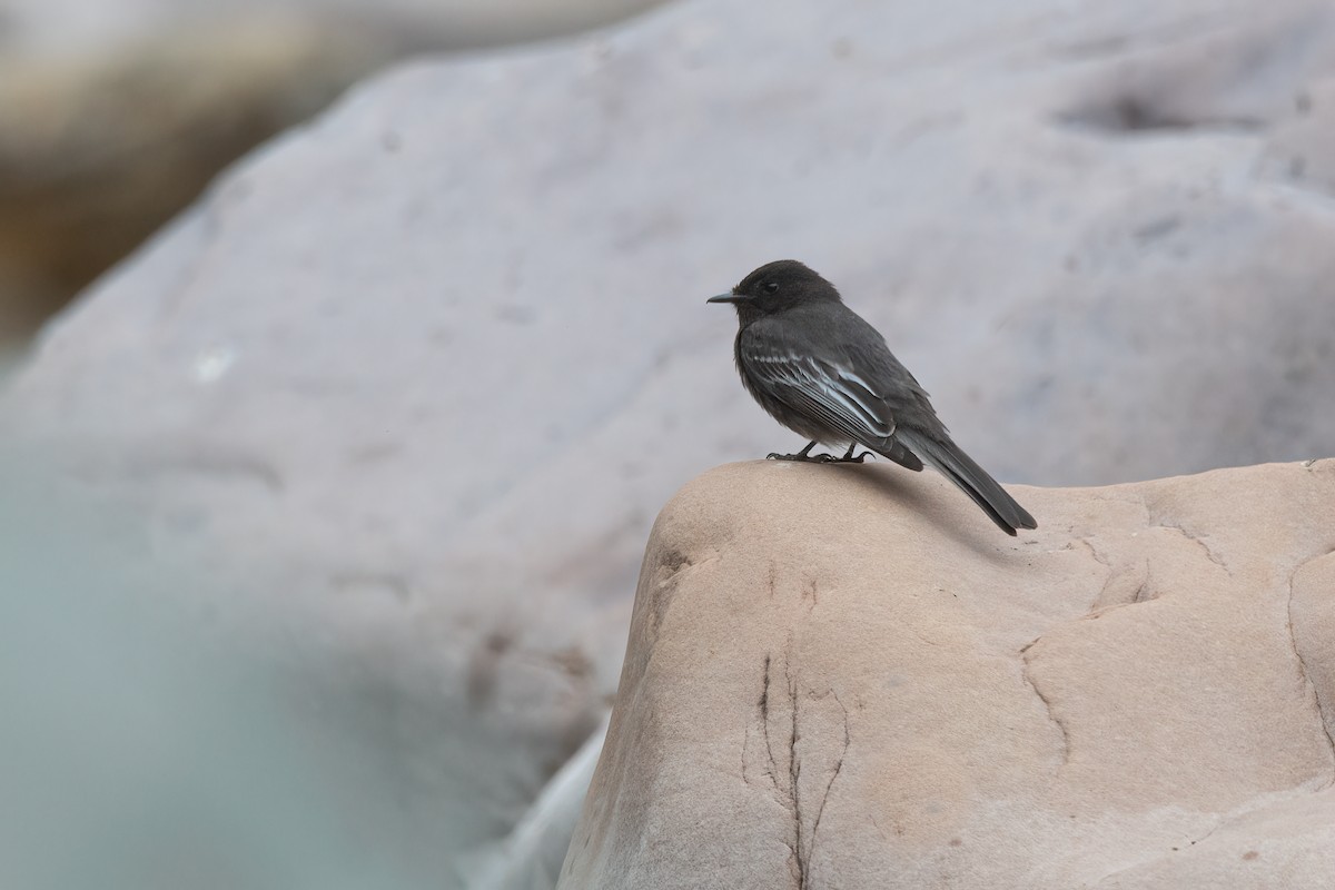 Black Phoebe - Pablo Re