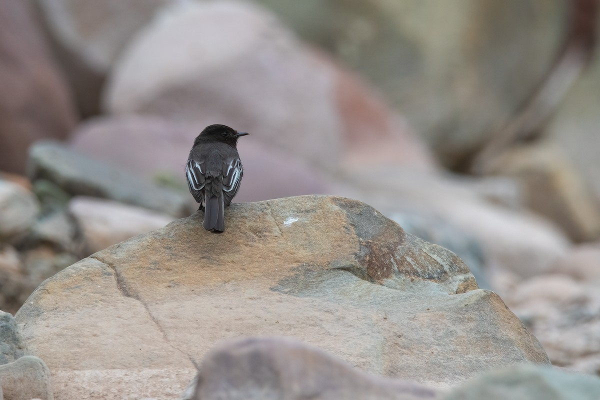 Black Phoebe - ML609811226