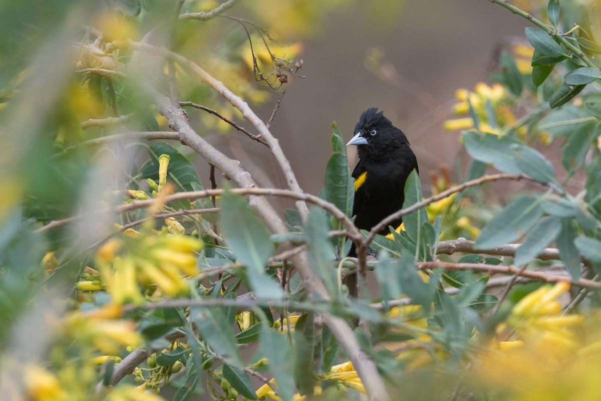 Golden-winged Cacique - ML609811251