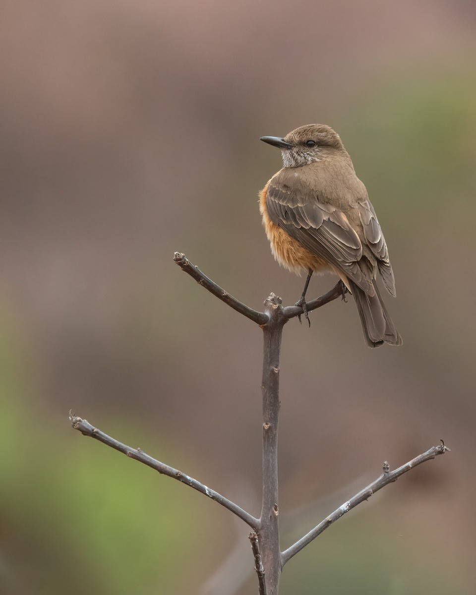 Streak-throated Bush-Tyrant - ML609811268