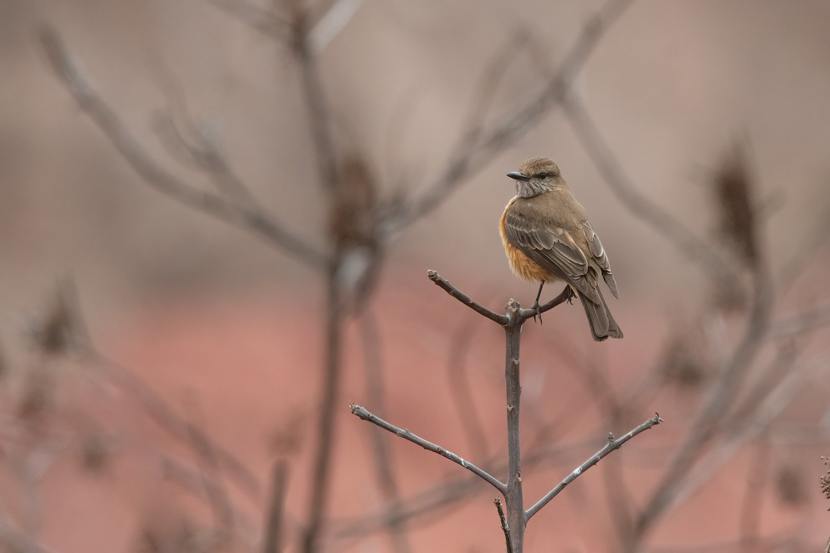 Streak-throated Bush-Tyrant - ML609811269