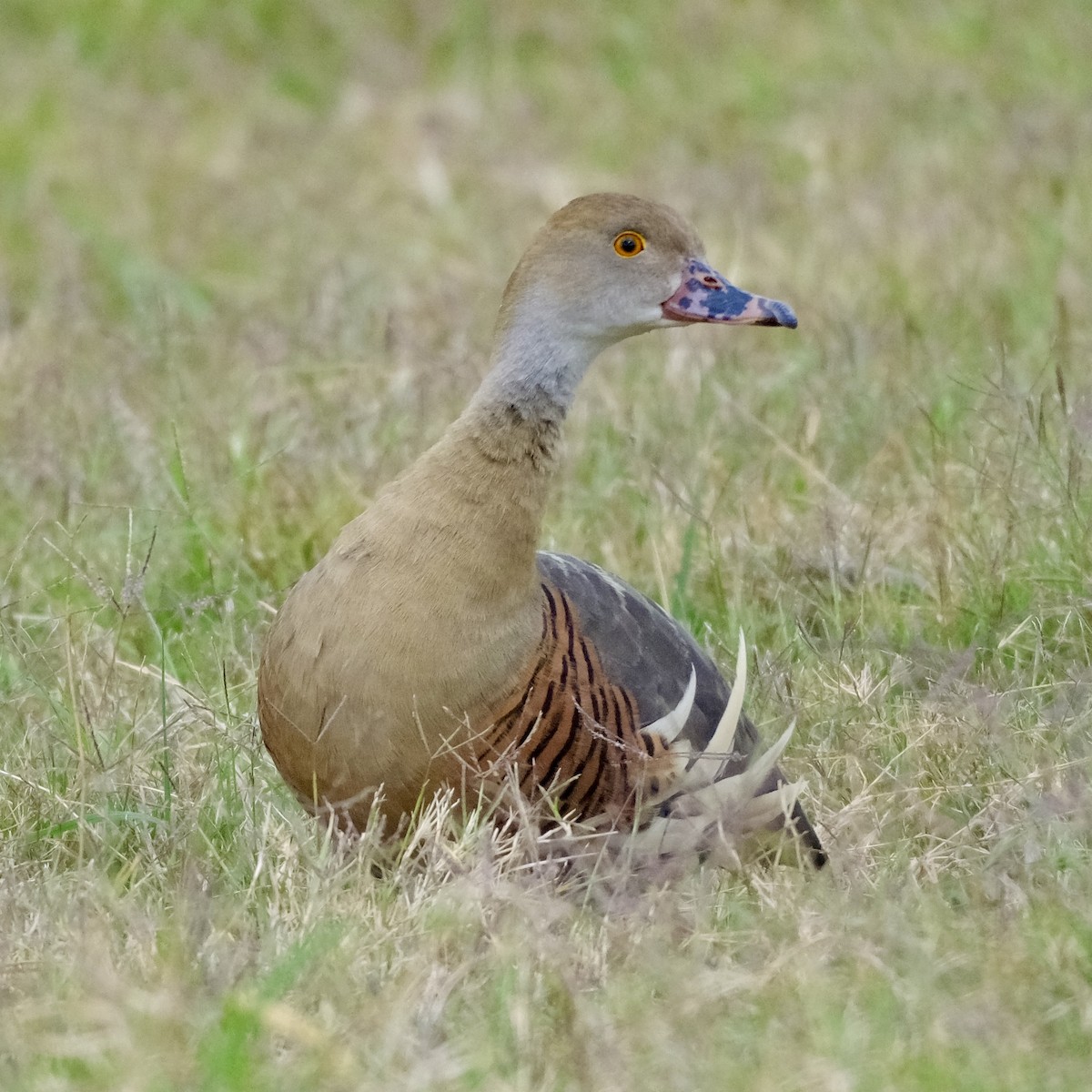 Plumed Whistling-Duck - ML609811298