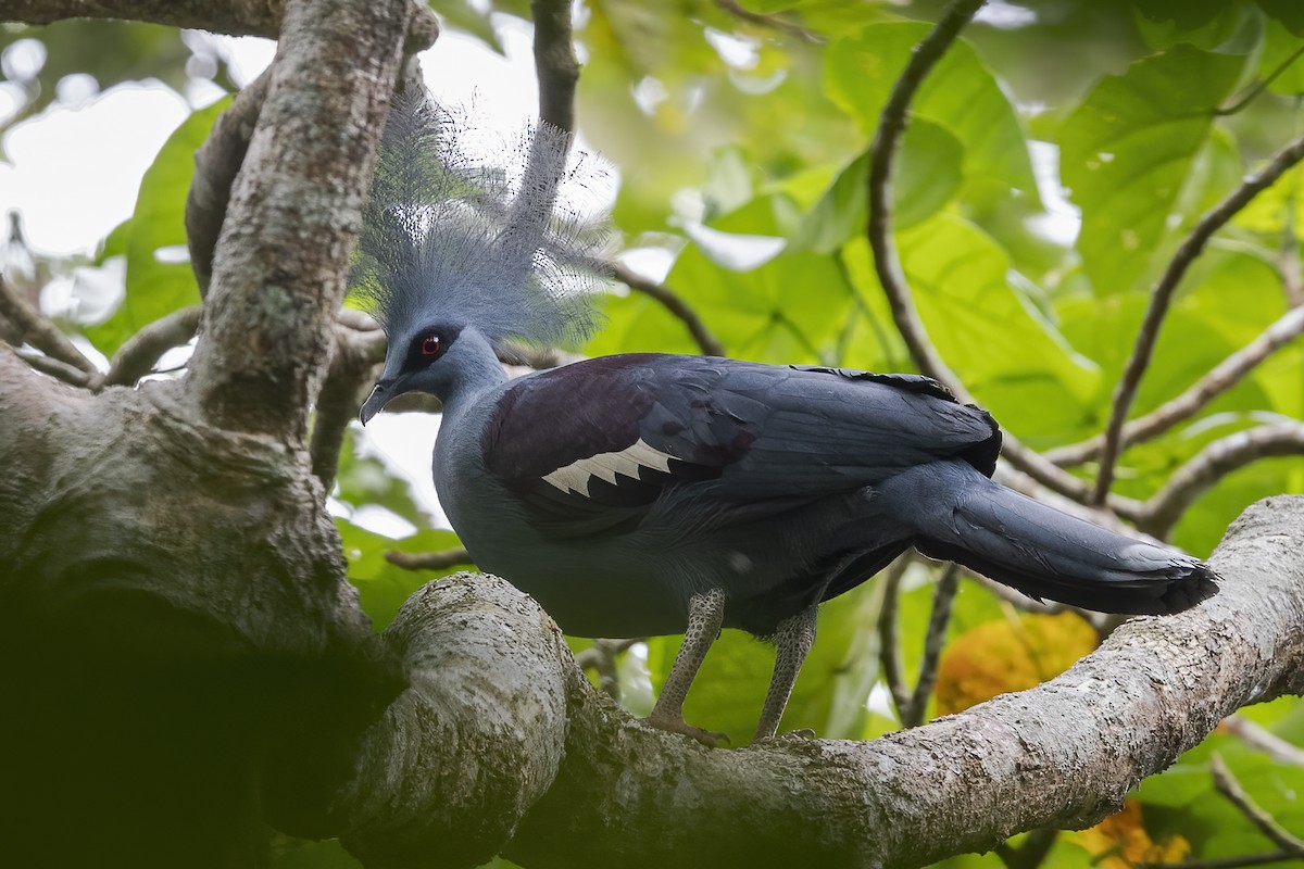 Western Crowned-Pigeon - ML609811336