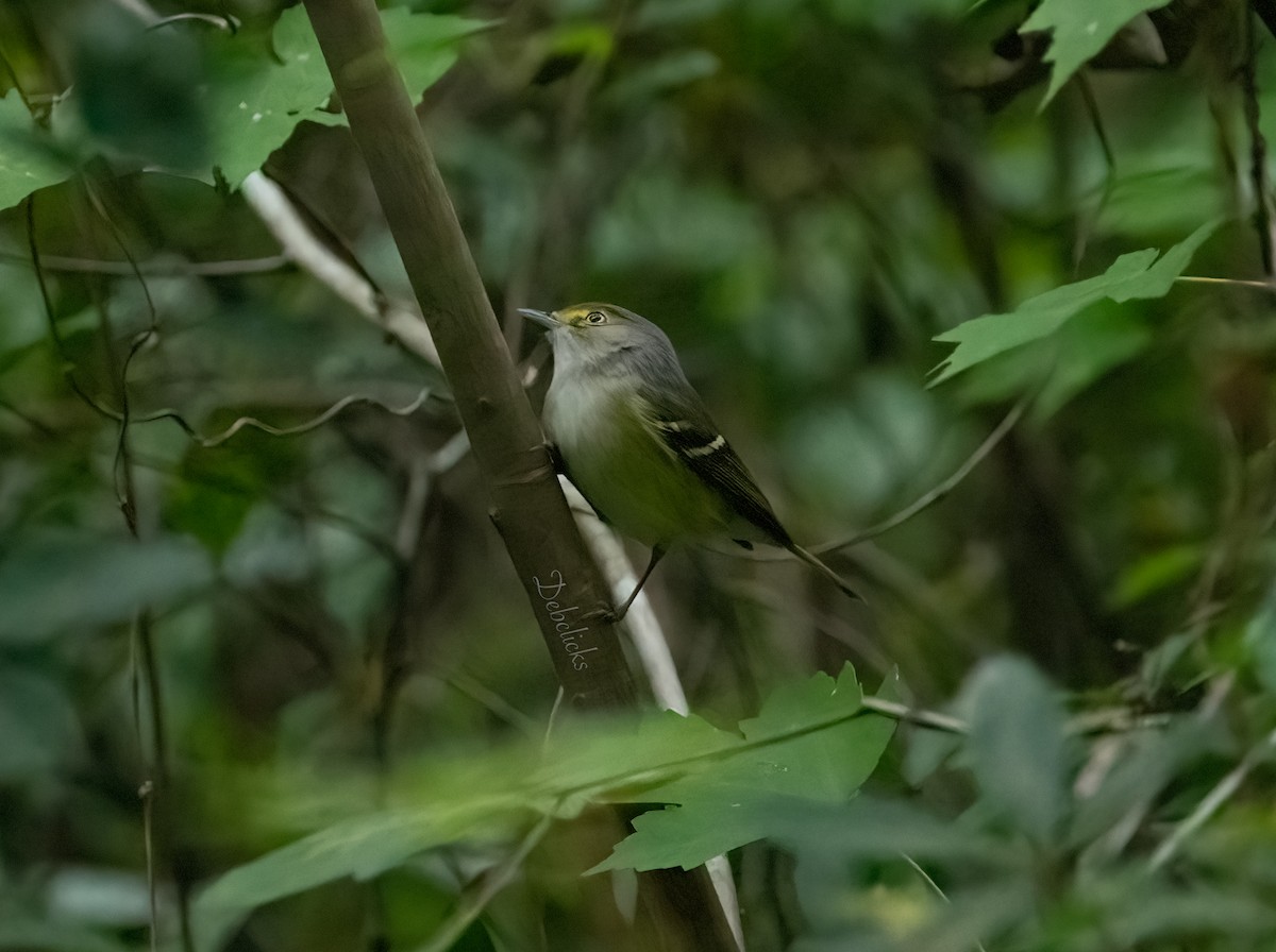 White-eyed Vireo - ML609811349